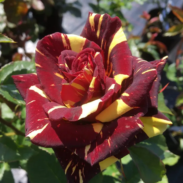 Red_Rare_Abrakadabra_Rose_Plant
