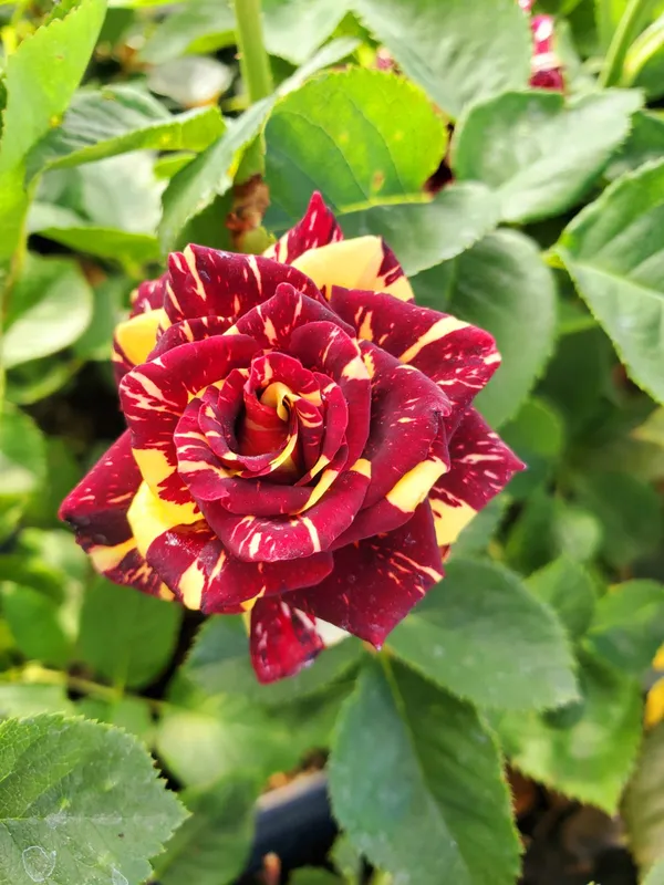 Red_Rare_Abrakadabra_Rose_Plant