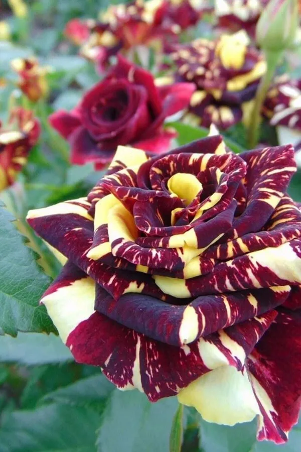 Red_Rare_Abrakadabra_Rose_Plant
