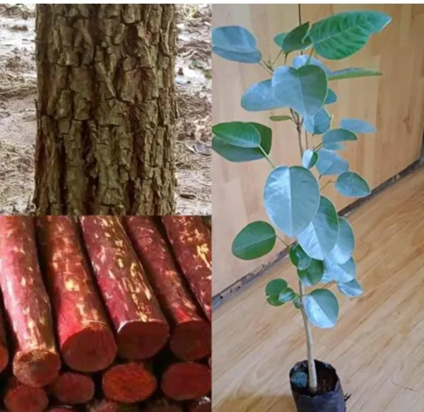 Red_Rare__Sandalwood_Plant_|_Lal_Chandan_Plant