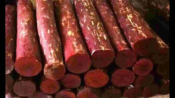 Red_Rare__Sandalwood_Plant_|_Lal_Chandan_Plant