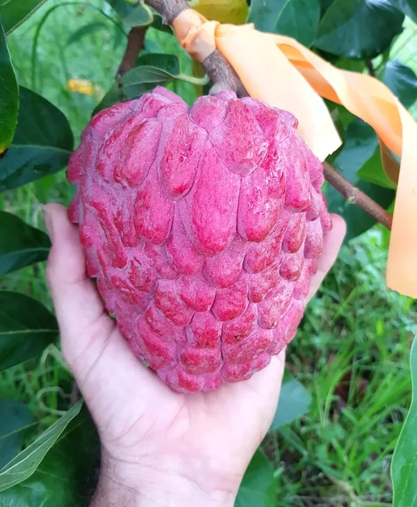 Red__Custard_Apple_Grafting_Plant_(1.5-3_Feet_Height_Pack_Of_1)