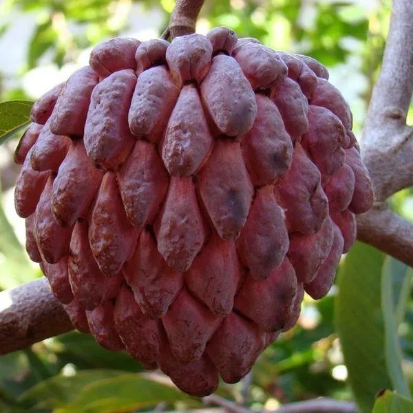 Red__Custard_Apple_Grafting_Plant_(1.5-3_Feet_Height_Pack_Of_1)