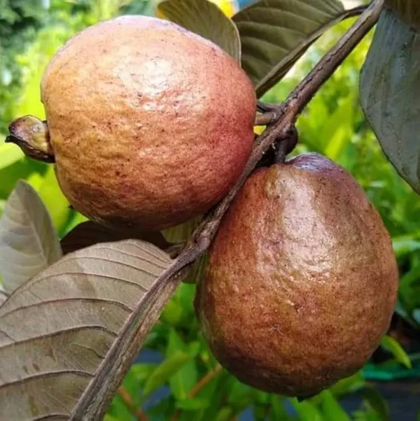 Green__Malaysian_Guava_Plant__(Pack_Of-1_)
