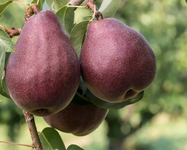 Red__Pear(_Naspati)_Fruit_Plant