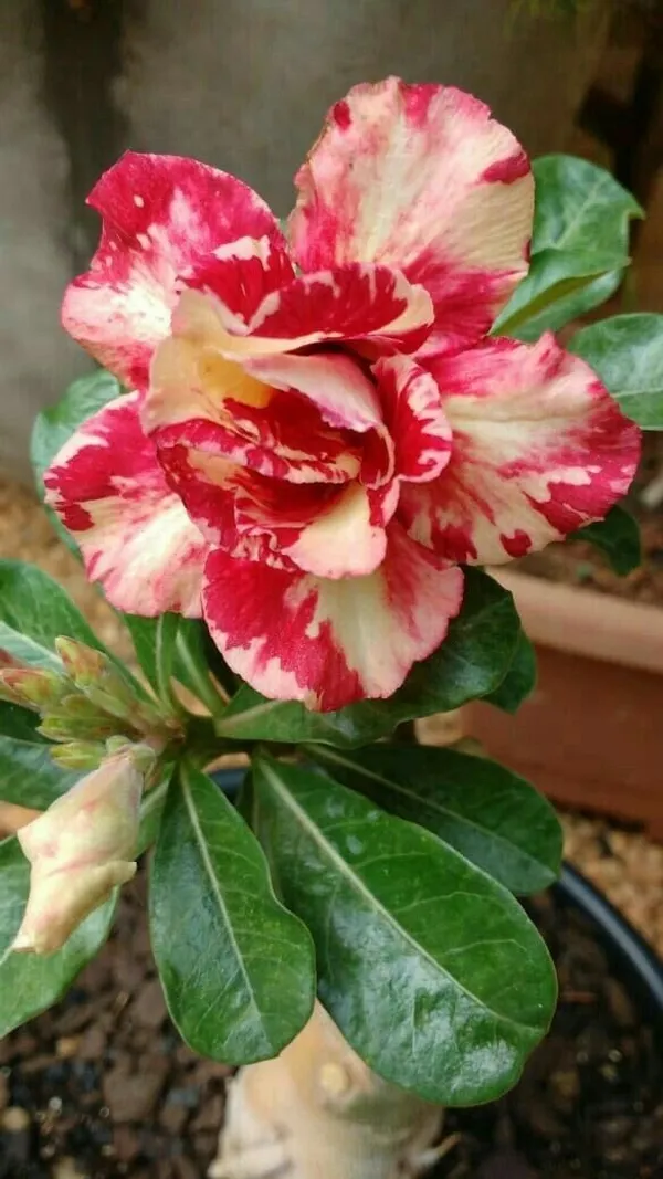 Rose_Variety_Grafting_Adenium_Plant_(Pack_Of-1_)