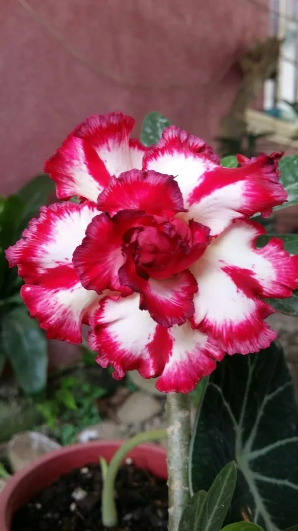 Rose_Variety_Grafting_Adenium_Plant_(Pack_Of-1_)