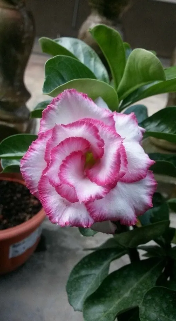 Rose_Variety_Grafting_Adenium_Plant_(Pack_Of-1_)