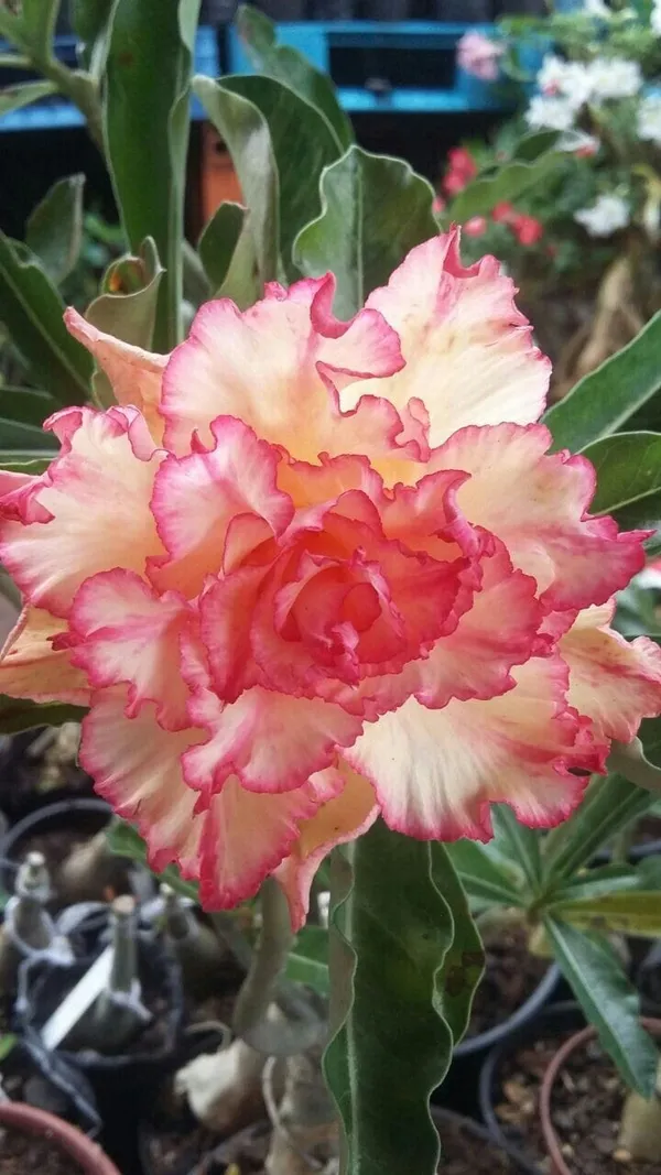 Rose_Variety_Grafting_Adenium_Plant_(Pack_Of-1_)