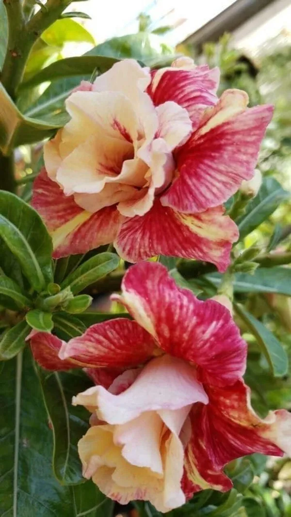 Rose_Variety_Grafting_Adenium_Plant_(Pack_Of-1_)