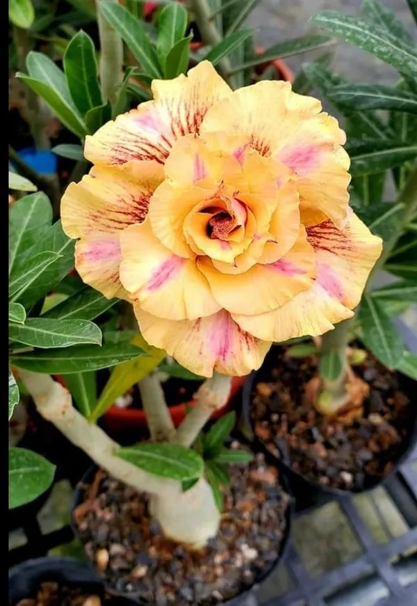 Rose_Variety_Grafting_Adenium_Plant_(Pack_Of-1_)