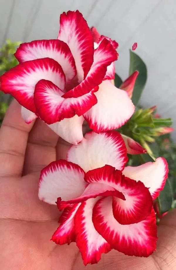 Rose_Variety_Grafting_Adenium_Plant_(Pack_Of-1_)