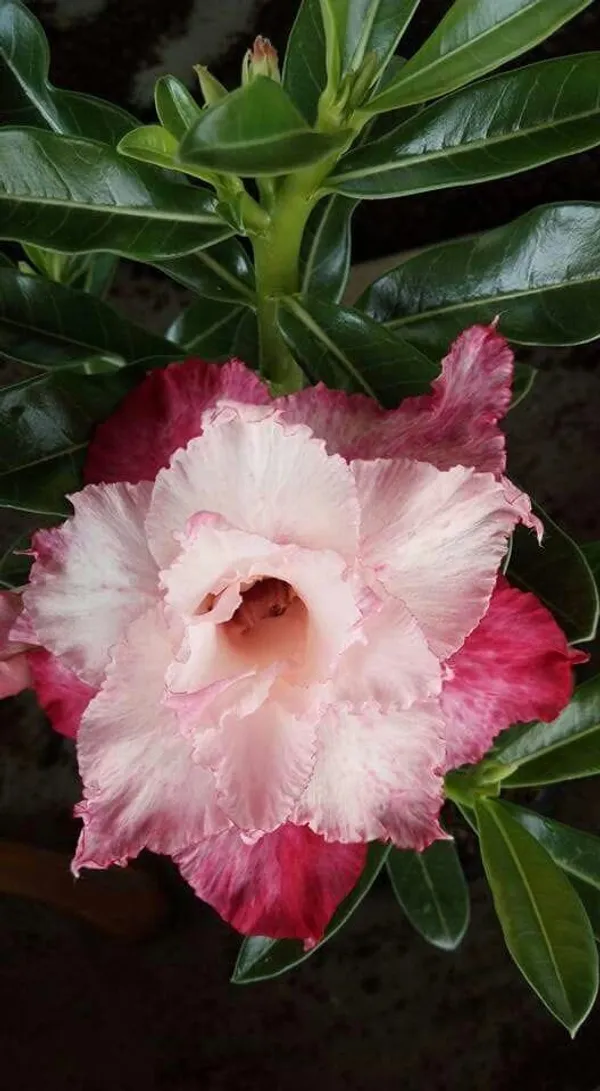 Rose_Variety_Grafting_Adenium_Plant_(Pack_Of-1_)