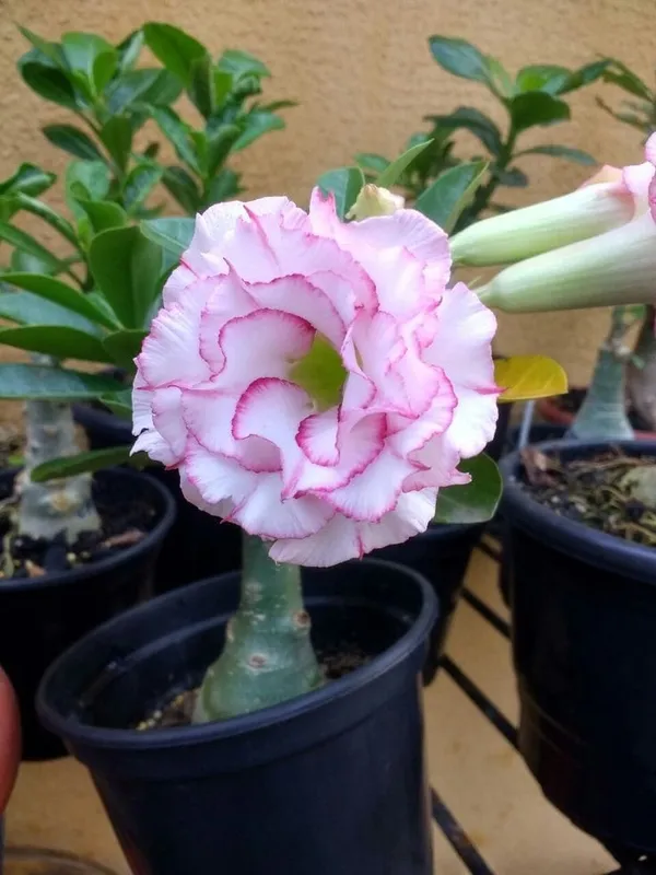 Rose_Variety_Grafting_Adenium_Plant_(Pack_Of-1_)