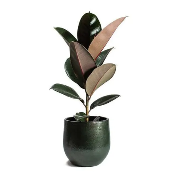 Black_Rubber_Plant_Whitout_Pot_For_Indoor_And_Outdoor_Decor_|_Pack_Of_1