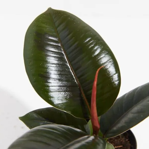 Black_Rubber_Plant_Whitout_Pot_For_Indoor_And_Outdoor_Decor_|_Pack_Of_1