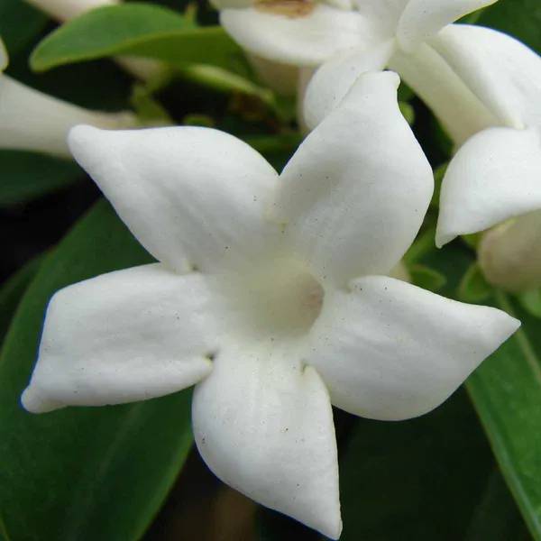 White_Stephanotis_Floribunda_Madagascar_Jasmine_Plant
