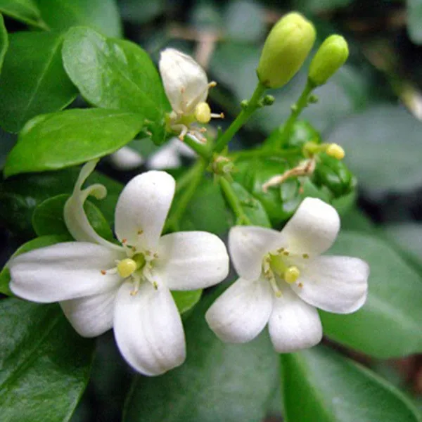 White_Satin_Wood/Madhu_Kamini_Flower_Plant