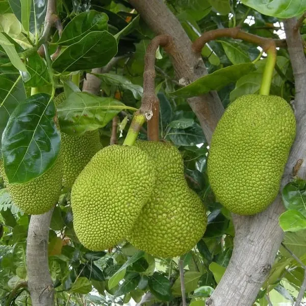 Green_Seedless_Jackfruit_Plant