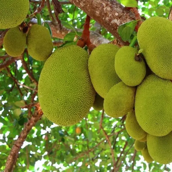 Green_Seedless_Jackfruit_Plant