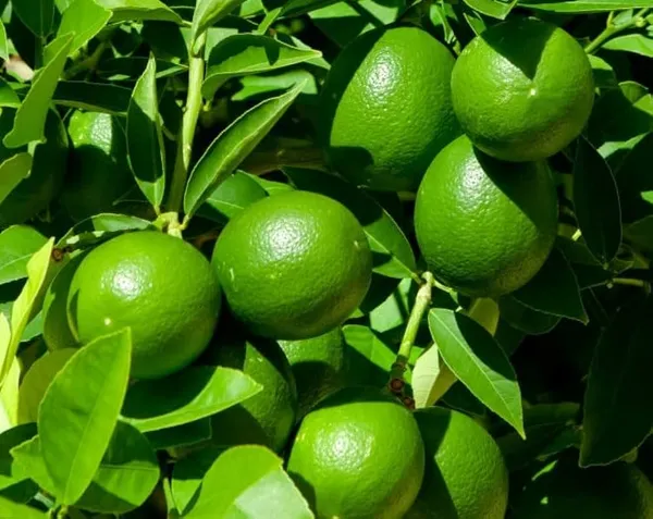 Green_Seedless_Lemon_Plant
