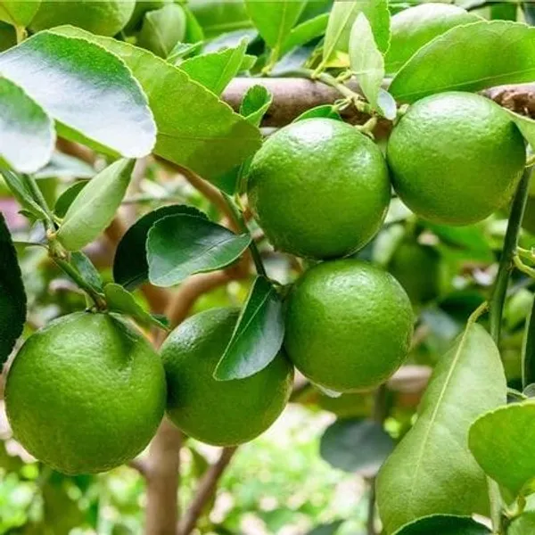 Green_Seedless_Lemon_Plant