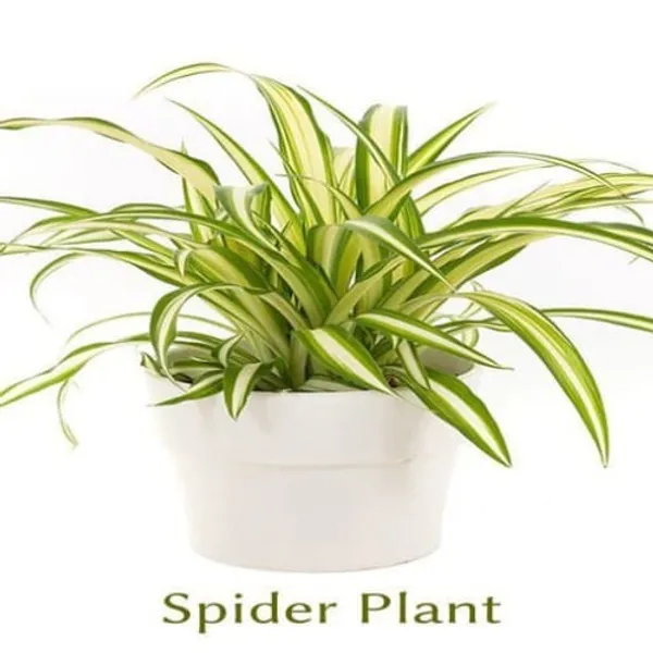 Yellow_Spider_Plant_Whitout_Pot_|_Indoor_Air_Purifying_Plant_|_Pack_Of_1