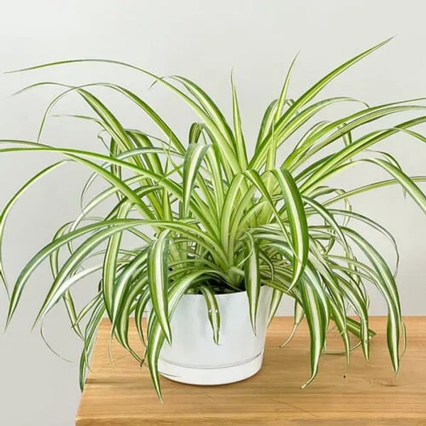 Yellow_Spider_Plant_Whitout_Pot_|_Indoor_Air_Purifying_Plant_|_Pack_Of_1