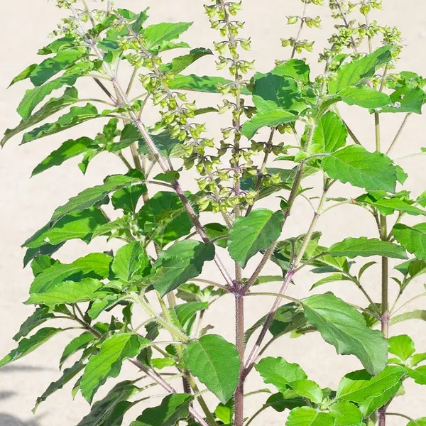 Green_Sree_Lakshmi_Tulasi_Auspicious_Plant