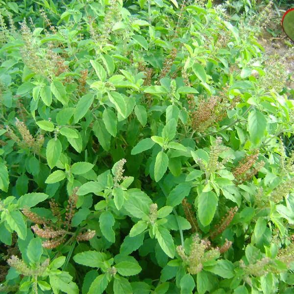 Green_Sree_Lakshmi_Tulasi_Auspicious_Plant