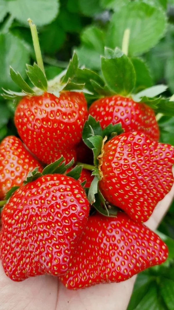 Red_Strawberry_Fruit_Plant