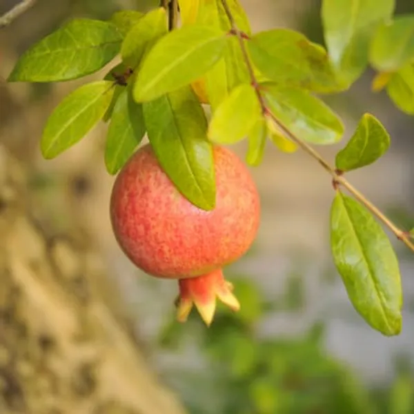 Red_Surh_Anar_Pomegranate_Fruit_Plant
