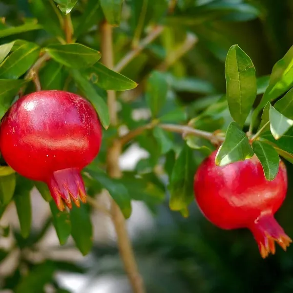 Red_Surh_Anar_Pomegranate_Fruit_Plant