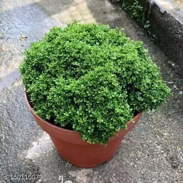 Green_Table_Kamini_Plant