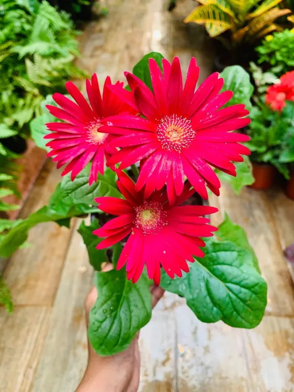 Red_Tissue_Culture_Gerbera_Plants