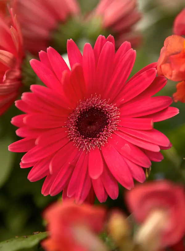 Red_Tissue_Culture_Gerbera_Plants