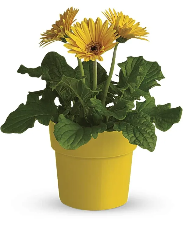 Yellow_Tissue_Culture_Gerbera_Plant