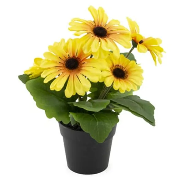 Yellow_Tissue_Culture_Gerbera_Plant
