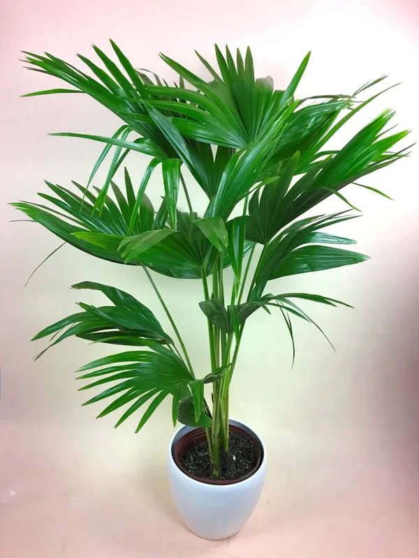 Green_Table_Umbrella_Palm-Indoor_Plant
