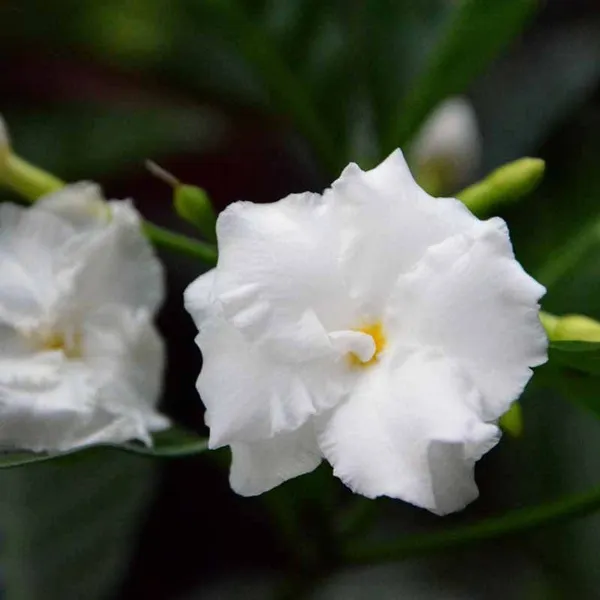 White_Tagar_Double_Frills_Flower_Shrubs_Plant