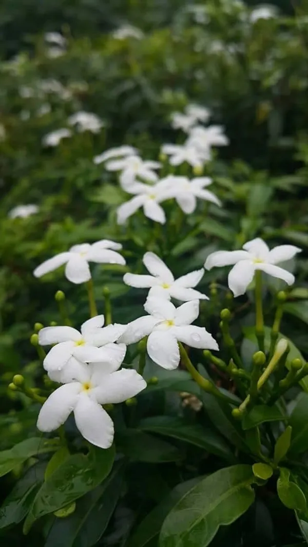 White_Tagar_Mini_Flower_Plant
