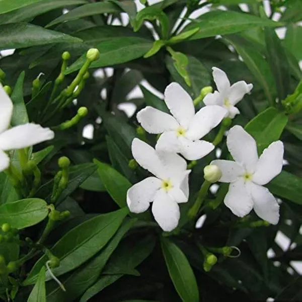 White_Tagar_Mini_Flower_Plant