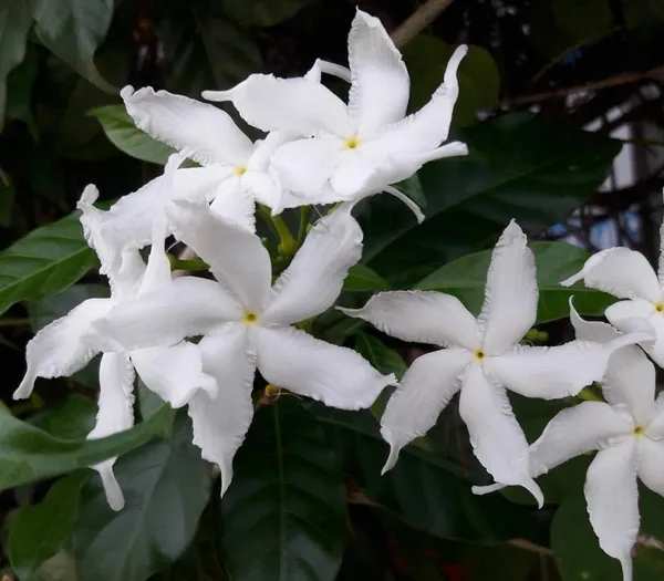 White_Tagar_Wheel_Star_Flower_Shrubs