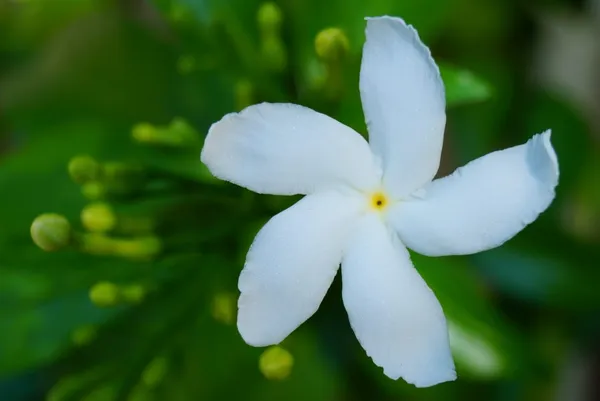 White_Tagar_Wheel_Star_Flower_Shrubs