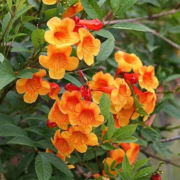 Tecoma_Capensis_/Orange_Trumpet_Flower_Shrubs