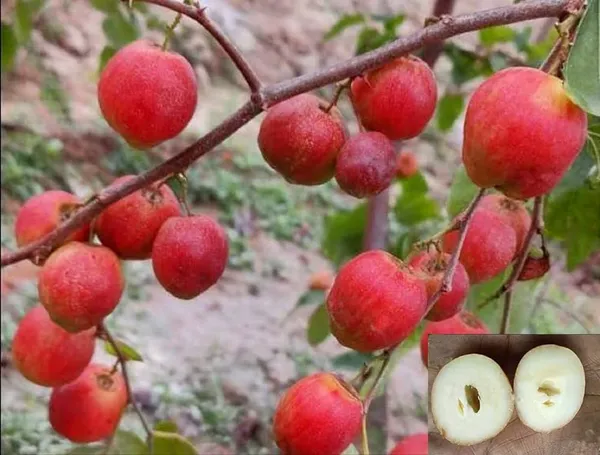 Red_Thai_All_Time_Seedless_Apple_Ber_Plant