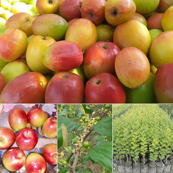 Red_Thai_All_Time_Seedless_Apple_Ber_Plant