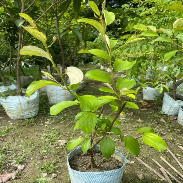 Green_Thai_Verity_All_Time__Apple_Ber_Plant_(1.5-3_Feet_Height_Pack_Of_1)