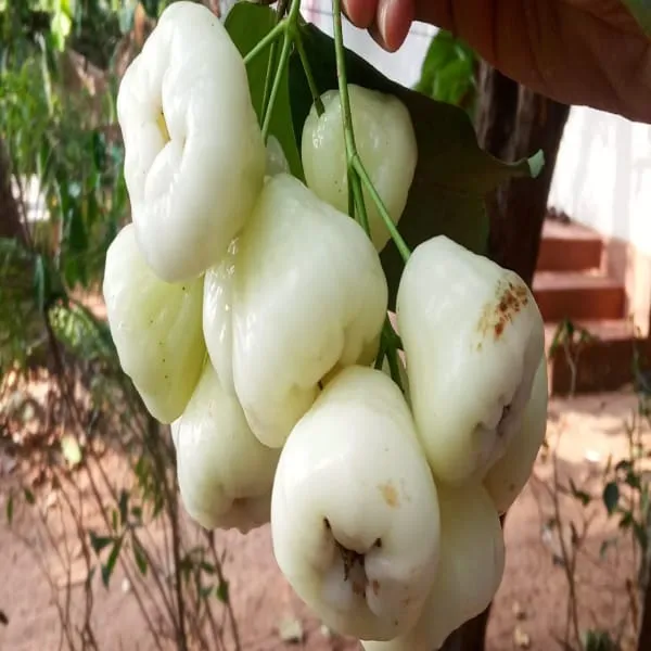 White_Thai_Verity___Wax_Apple_Plant