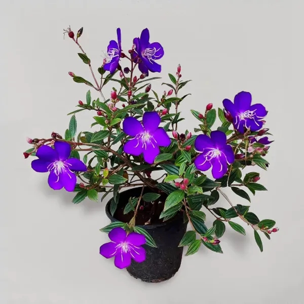Violet_Tibouchina_Flower_Plant_(Tipu_China)